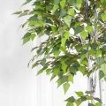180/РПК/12М(з) Береза искусственная h180см