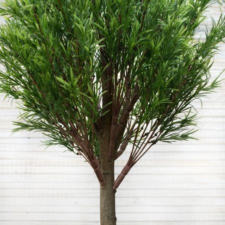 КД120/202(з) Дерево декор узк.лист с корнями