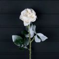 736/9180-1(Sale) Роза заснеженная h66см