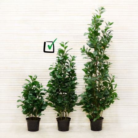 100/К/208 Рускус искусственный куст в кашпо, h100см