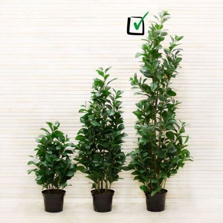150/К/208 Рускус искусственный куст h150см