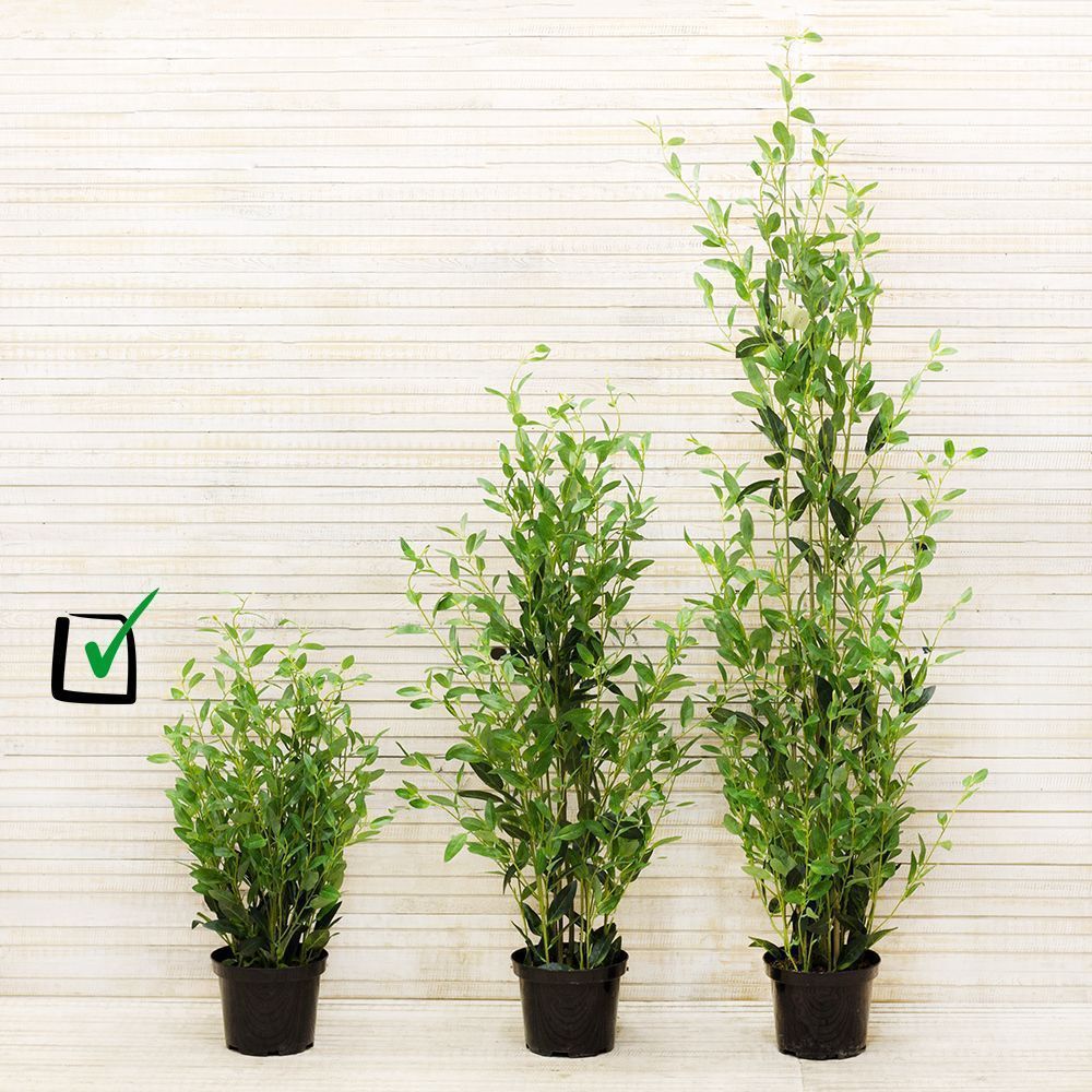 Н кустов. Можжевельник куст. Искусственный куст в горшке. Н кустов. Н кустов.