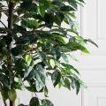 170/Р/34(з)(F) Фикус искусственный h170см в кашпо