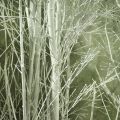 250Пр/Р/173(з.) Дерево заснеженное наклонен(230+20см горшок)