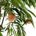 200/РН/219 Персиковое дерево искусственное с плодами h200см (латекс)