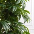 200/РН/220(Пр)(F) Манго искусственное без плодов h200см (латекс), d22см