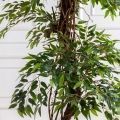 200/ОС/ВП/227(Пр)(F) Фикус искусственный плакучая смоковница h200см