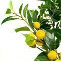 110/РН/20М Лимон с плодами h110см(латекс)