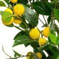 110/РН/20М Лимон с плодами h110см(латекс)