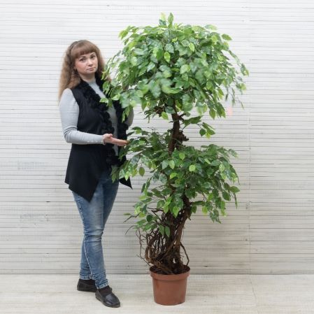 170/ОС/Р/КОР/34(з) Фикус искусственный с корнями h170см (латекс)