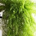 КС96(Пр)(F) Папоротник Даваллия искусственная ампельная в кашпо