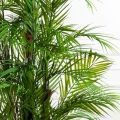 ПК160/5С/359(Пр)(F) Пальма искусственная кустовая h160см