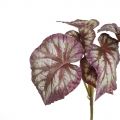 7143/0175-9 Бегония искусственная куст 6 листов h25см (15+10) (латекс), светло-бордовая