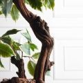 БЛ055/2К/ОС/61-1(з)(F) Бонсай искусственный Фикус пёстрый h55см на круглом основании