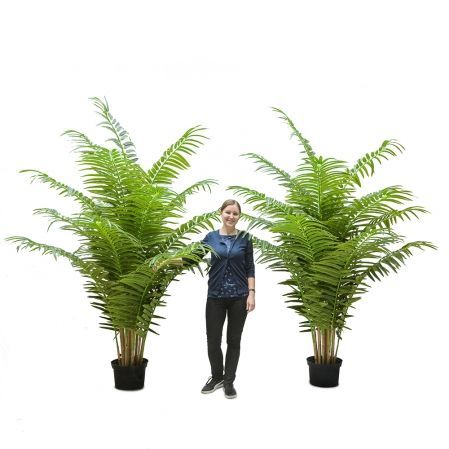 ПК250/К/49-3(з)(Пр)(FixK) Пальма искусственная кустовая h250см (латекс)