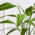К060*3(Пр)(F) Стрелиция искусственная куст малый h60см (латекс) в кашпо