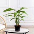 К060*3(Пр)(F) Стрелиция искусственная куст малый h60см (латекс) в кашпо