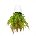 СП06-1/1 Sky Planter Адиантум папоротник искусственный (бордо) h20 в кашпо (11х10см)