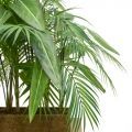 К342(з.) Композиция с пальмой Арека h70-75см(латекс) в кокосовом боксе 88*8*8