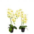 ЦИ60*2/33-1(з.) Орхидея h60см(латекс) в техническом горшке d11см