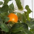 180/РПК/24М-2(з) Апельсин искусственный с плодами h180см (латекс)