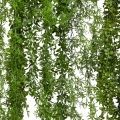 Л32(Пр) Лиана искусственная с ампельным аспарагусом L100см, свес 270см