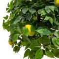 160/ОС/24-1М(з) Лимон искусственный с плодами h160см