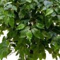 160/РН/34-2(з) Фикус искусственный h160см