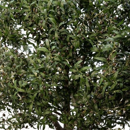 300разб/410(Promo) Оливковое дерево Премиум разборное h300см