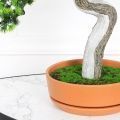 БС050/427 Бонсай искусственный Сосна h50см