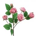 7141/А2790-01/1 Роза пионовидная розовая h70см(5г+1б)(294)