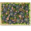 СКФ08(з) Фитокартина с суккулентами в золотой раме 60*80