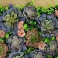 СКФ08(з) Фитокартина с суккулентами в золотой раме 60*80
