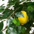 160/20М-1(з.)(Fix) Дерево искусственное Лимон с плодами h160см