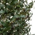 235/О/410(з.) Оливковое дерево искусственное с плодами, h235см