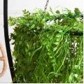 КЗ/40(з)(F) Композиция искусственная подвесная Микс ампельных растений d60см, свес 40см
