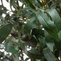 250/О/465 Оливковое дерево искусственное с плодами h250см