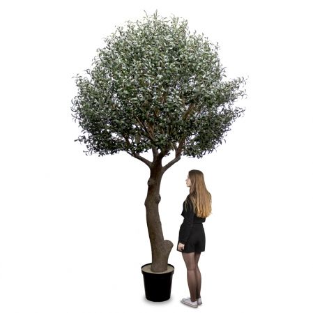300разб/465(Fix) Оливковое дерево Премиум разборное h300см(h160см от пола до начала кроны)
