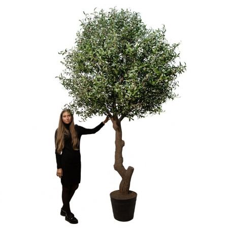 300разб/465(Fix) Оливковое дерево Премиум разборное h300см