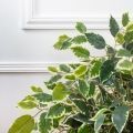 080/УК/300-1(з) Фикус Бенджамина искусственный h80см (латекс)