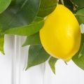 Л93(з) Лиана искусственная с лимонами L100см