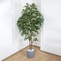 240/РН/34(з.) Фикус искусственный h240см, 2 ствола