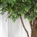 250/РН/34-4(з)(Пр) Фикус искусственный h250см (латекс), d240x140см на основании d55см