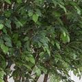 250/РН/34-4(з)(Пр) Фикус искусственный h250см (латекс), d240x140см на основании d55см