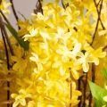100/РН/485(з)(F) Форзиция искусственная куст h100см