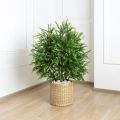 080/К/464(з) Тис искусственный куст h80см, зеленый