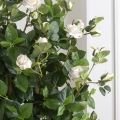 140/К/458(з) Роза искусственная куст h140см, кремовая