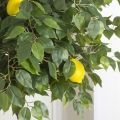 БП150/2К/42-3(з) Бонсай искусственный Лимон с плодами h150см