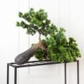 110МЕТ/ВЕТ/ДС/30(з) Ветка сосны бонсай искусственная L110см (ширина 85см)