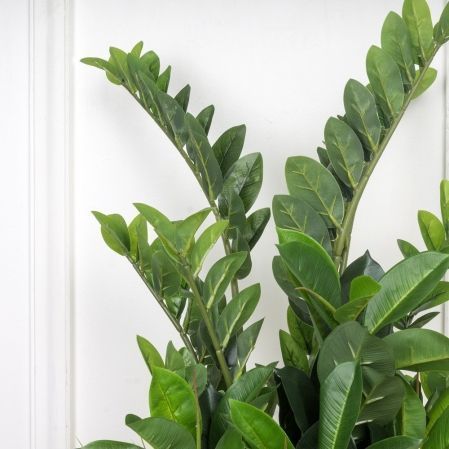 Папоротник душистый (Zamioculcas zamiifolia